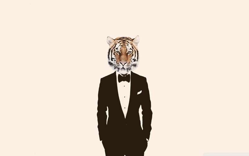 Tiger in Tuxedo