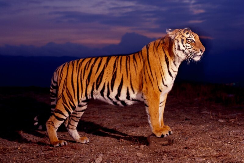Tiger in twilight