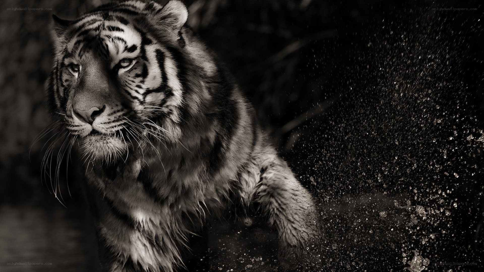 tiger in water