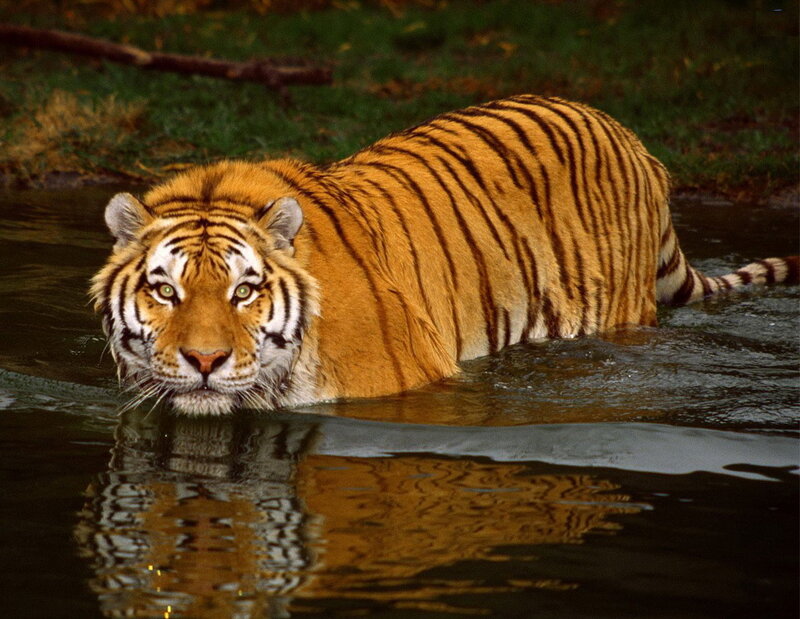 Tiger in Water — Alert, Black