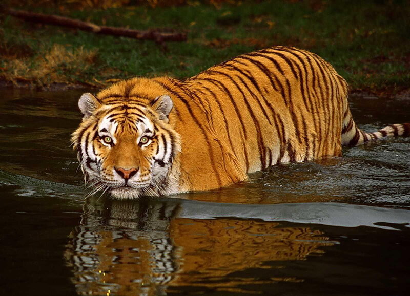 Tiger in Water — Alert, Grass