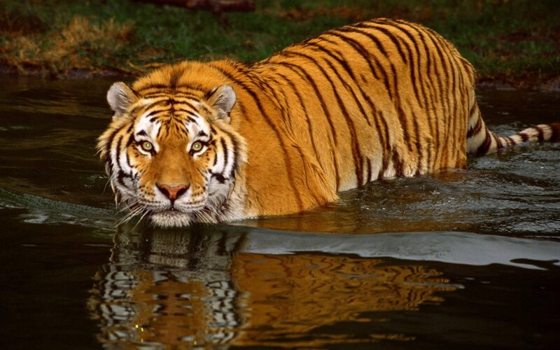 Tiger in Water — Alert, Photograph