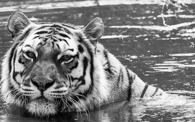 Tiger in Water — Black, Calm