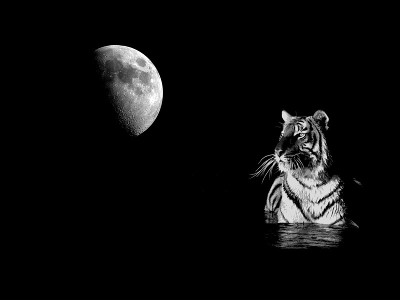 Tiger in Water — Black, Dramatic, Night, Digital Art, Moon