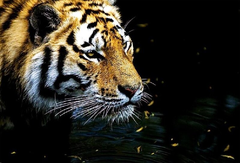 Tiger in Water — Black, Dramatic, Night, Photograph