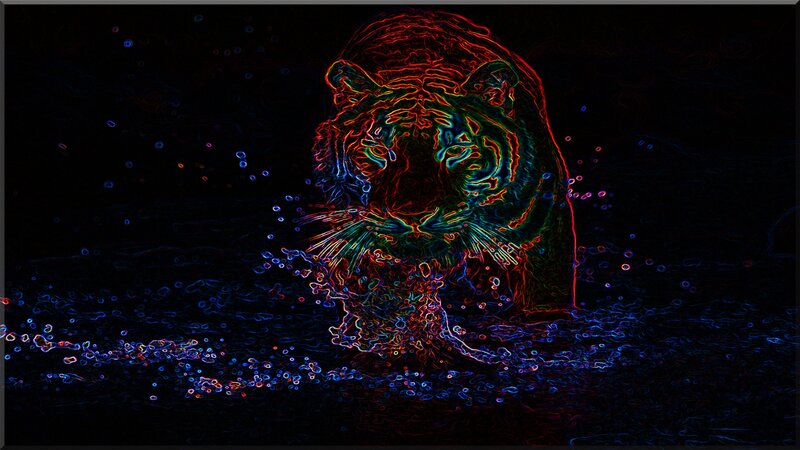 Tiger in Water — Black, Dramatic, Night