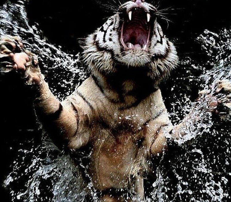 Tiger in Water — Black, Dramatic, Photograph