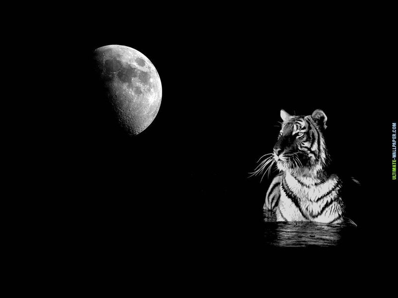 Tiger in Water — Black