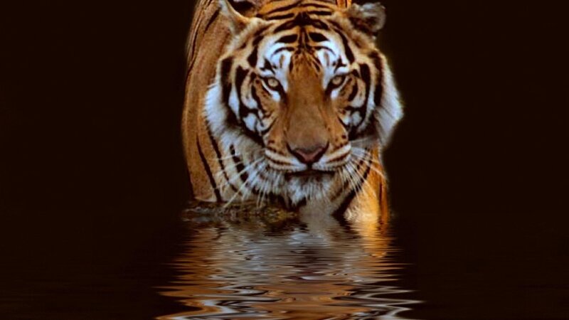 Tiger in Water — Brown, Dramatic, Night