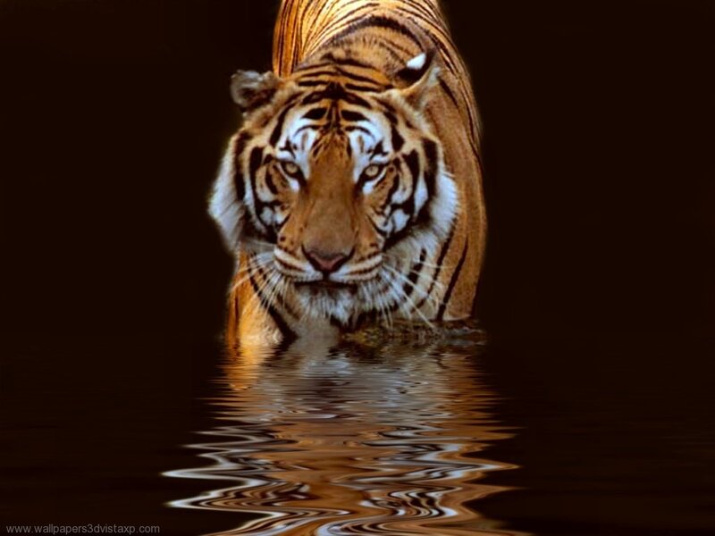 Tiger in Water — Brown, Dramatic, Photograph, Black