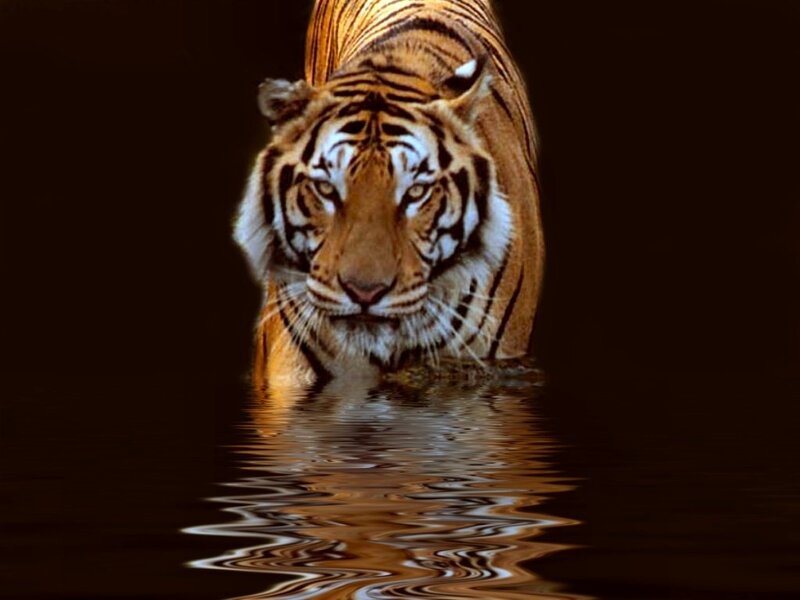 Tiger in Water — Brown, Dramatic, Photograph