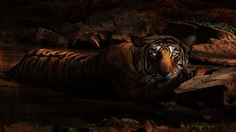 Tiger in Water — Brown, Dramatic