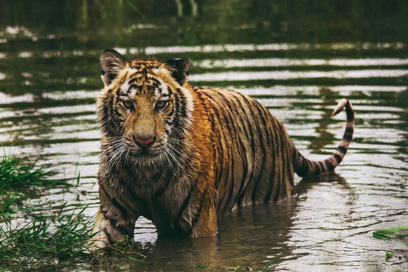 Tiger in Water — Brown, Natural