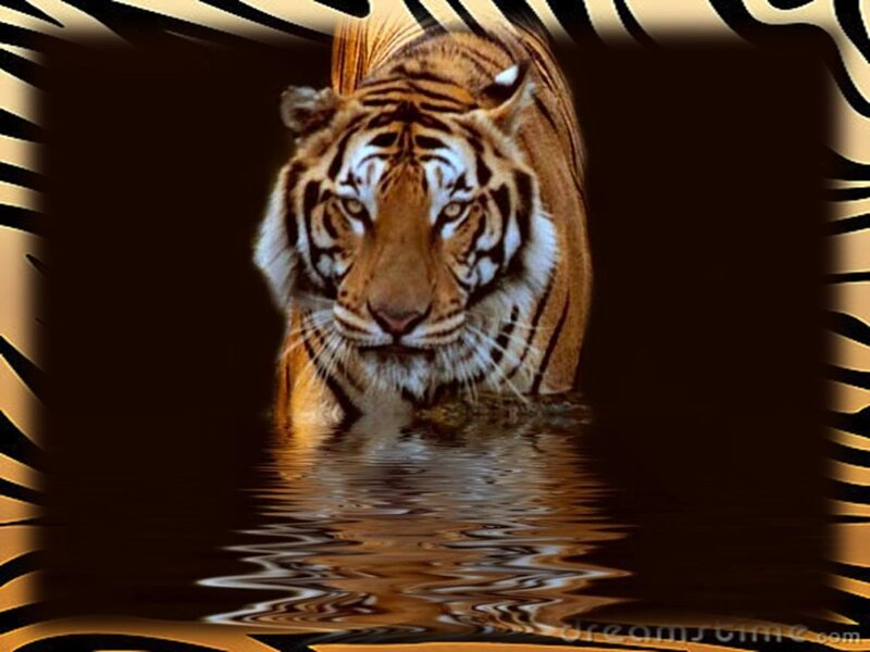 Tiger in Water — Brown