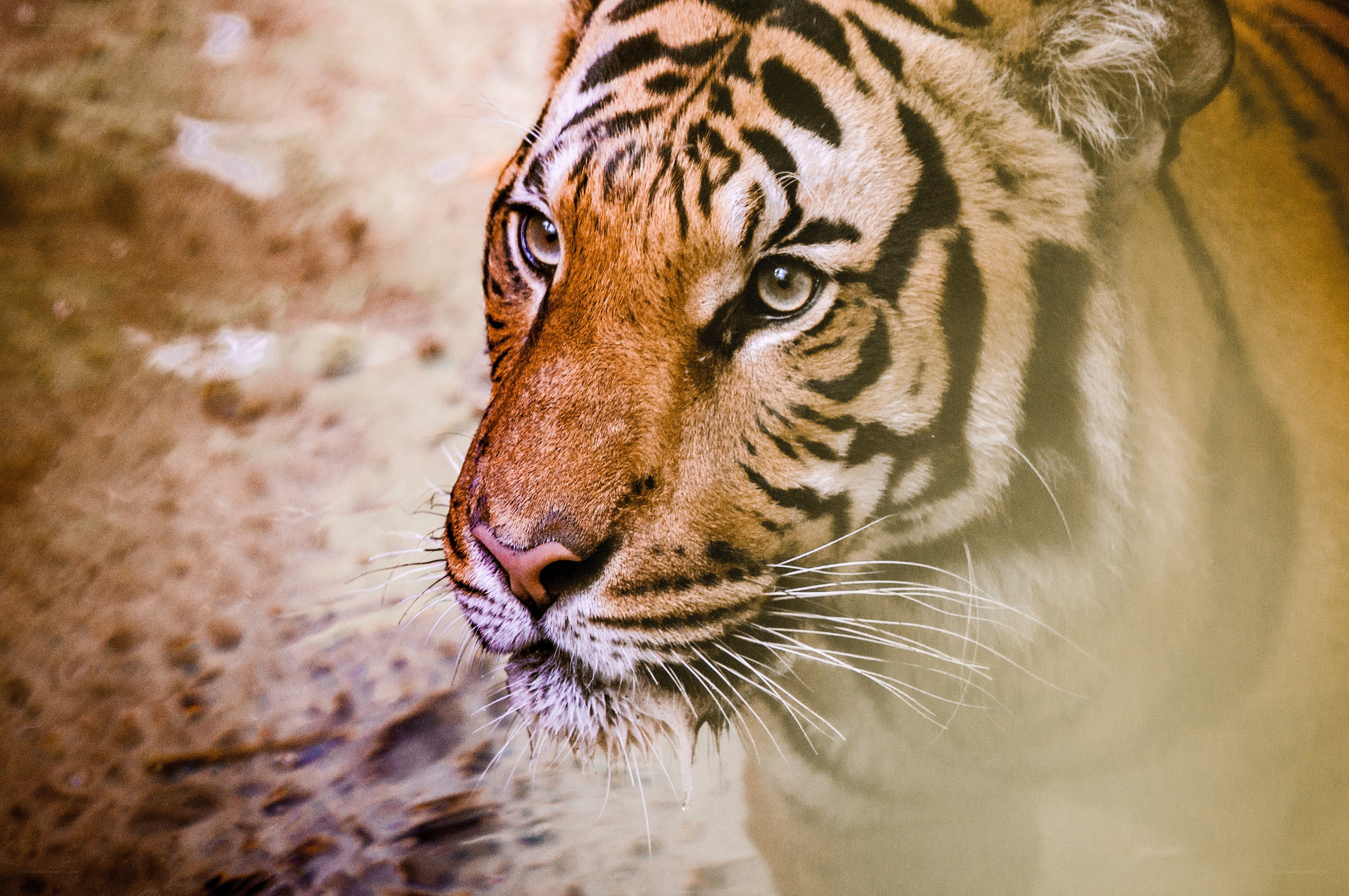 tiger in water close-up