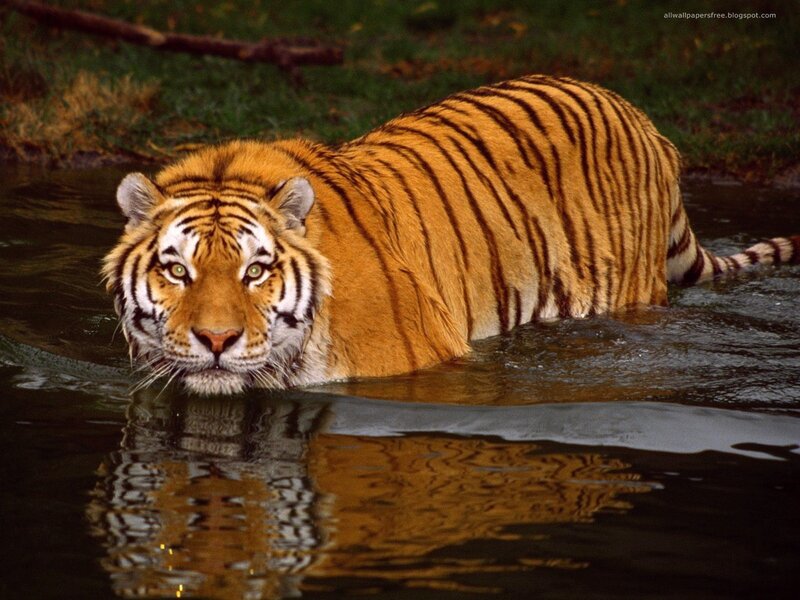 Tiger in Water — Grass