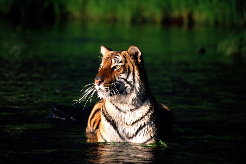 Tiger in Water — Green, Calm, Afternoon, Photograph, Grass, Brown