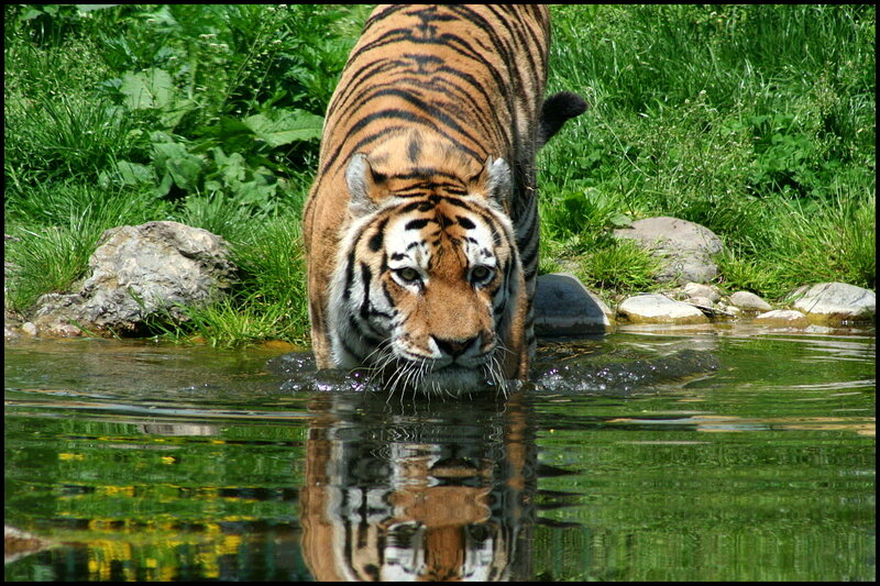 Tiger in Water — Green, Calm, Afternoon, Photograph, Grass, Rocks