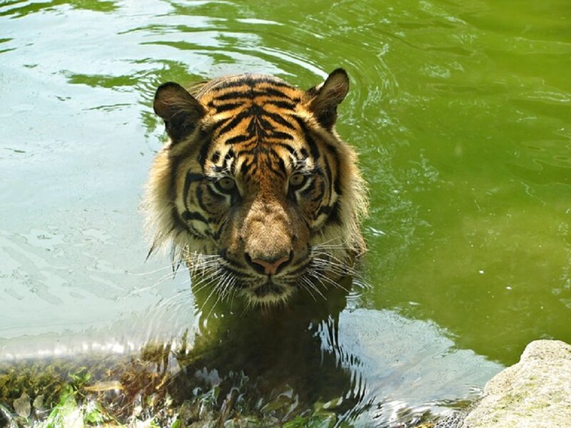 Tiger in Water — Green, Calm, Afternoon