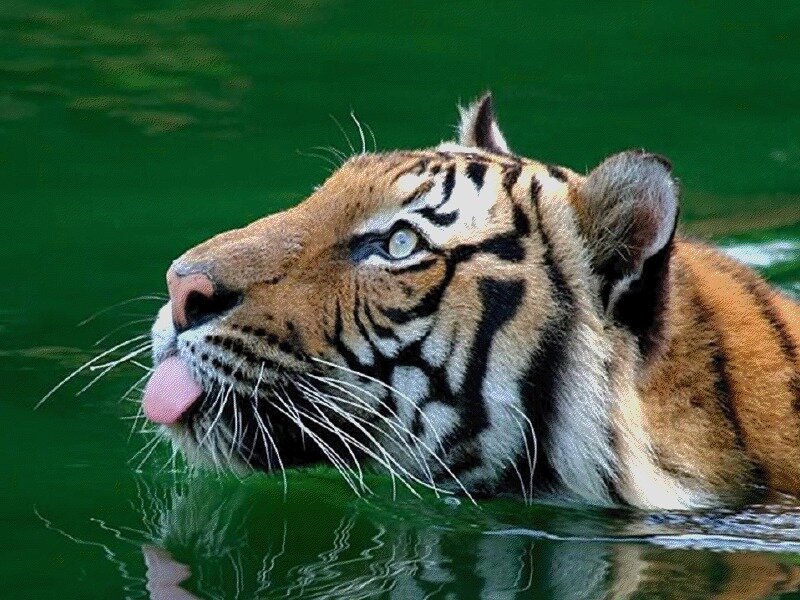Tiger in Water — Green, Calm, Photograph