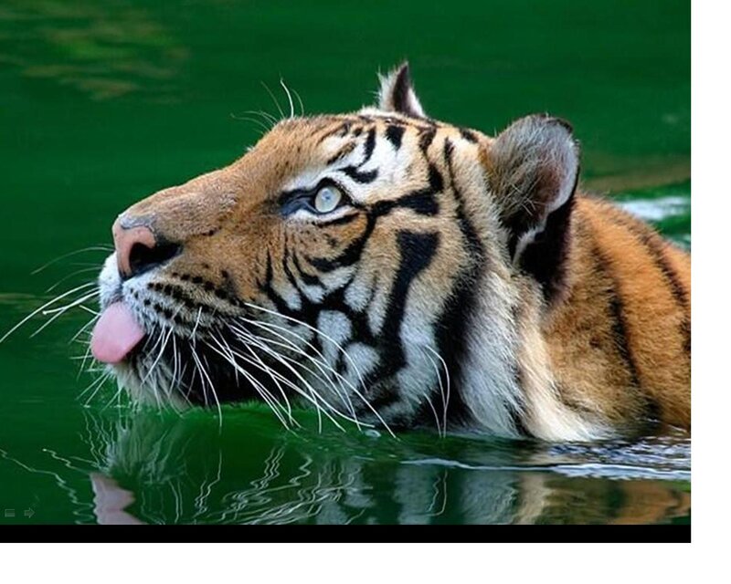 Tiger in Water — Green, Calm, Photograph, Tongue