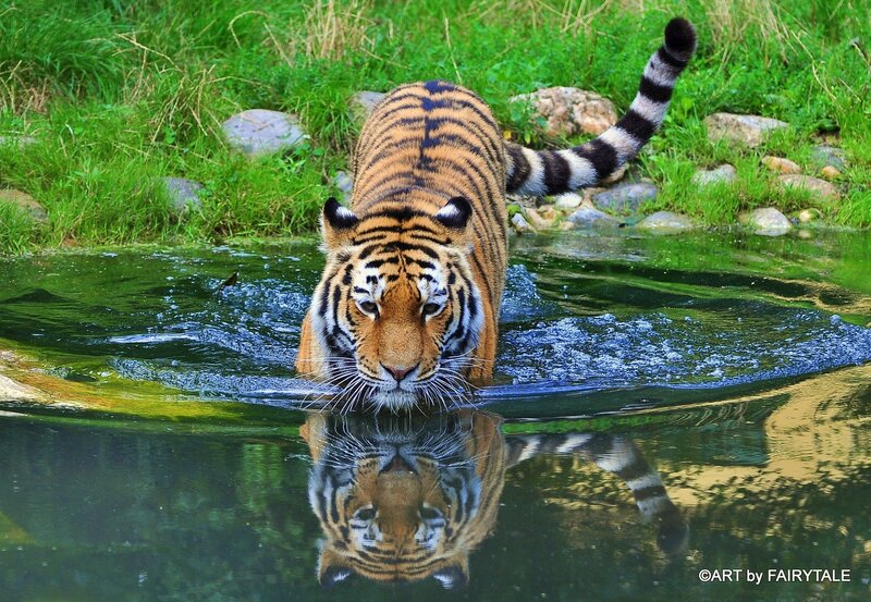Tiger in Water — Green, Calm