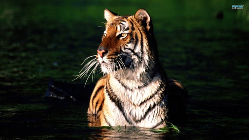 Tiger in Water — Green, Dramatic, Photograph