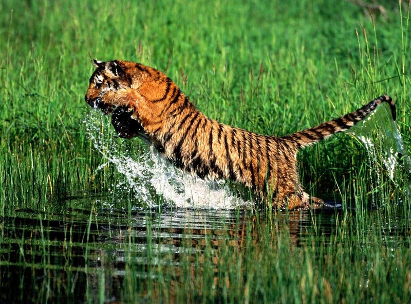 Tiger in Water — Green, Dynamic, Afternoon, Photograph, Grass