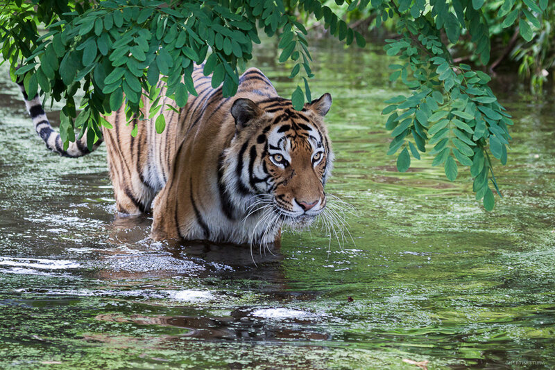 Tiger in Water — Green, Natural