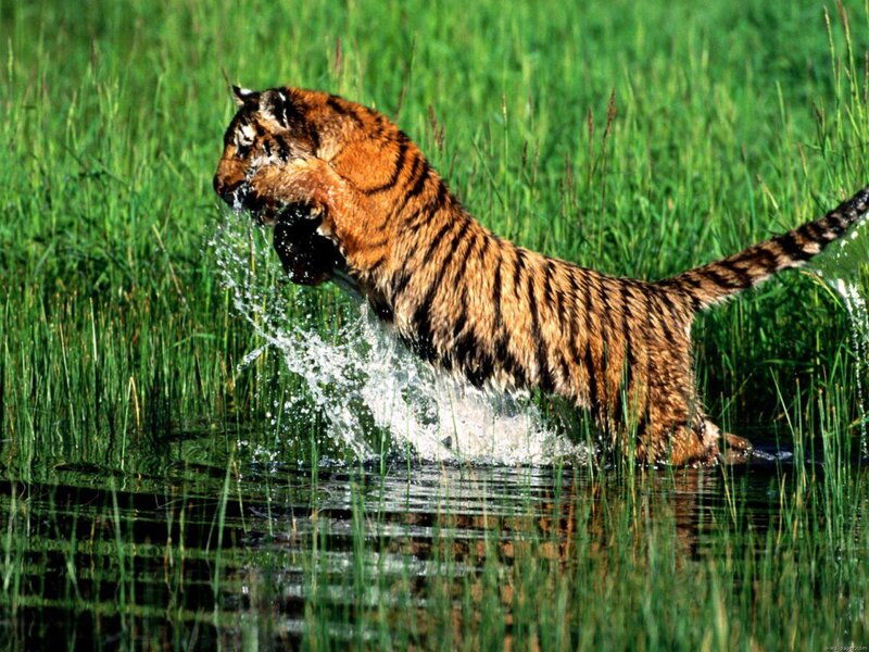 Tiger in Water — Green