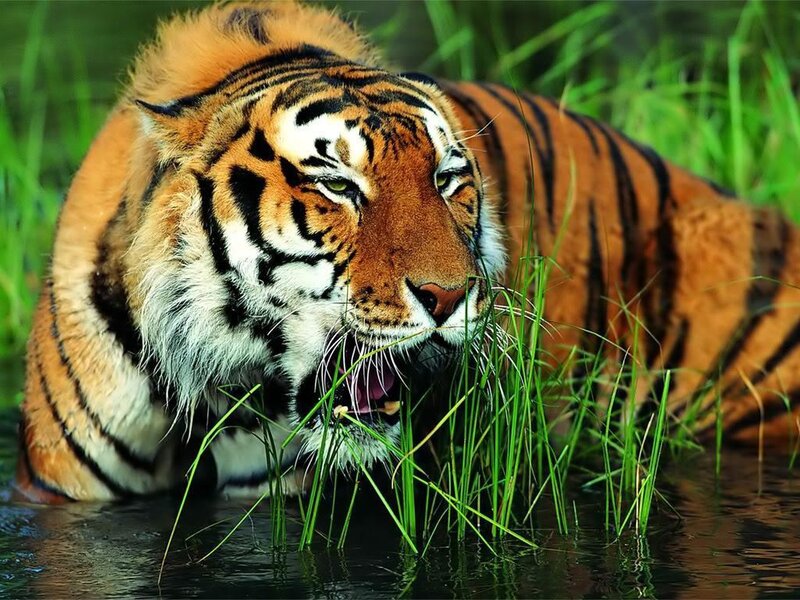 Tiger in Water — Intense, Black