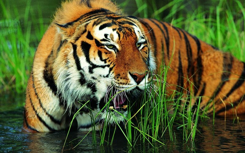 Tiger in Water — Orange, Alert, Afternoon