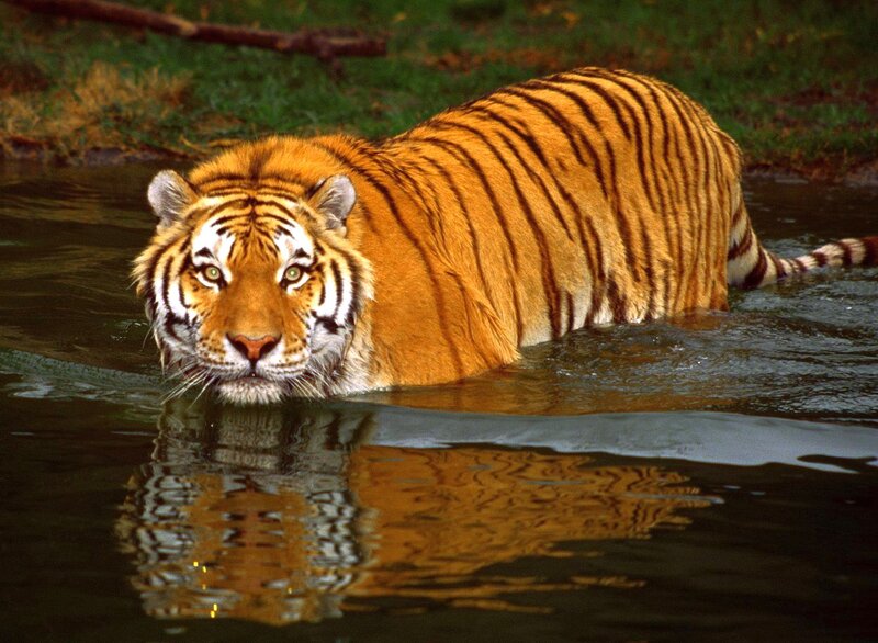 Tiger in Water — Orange, Alert, Photograph