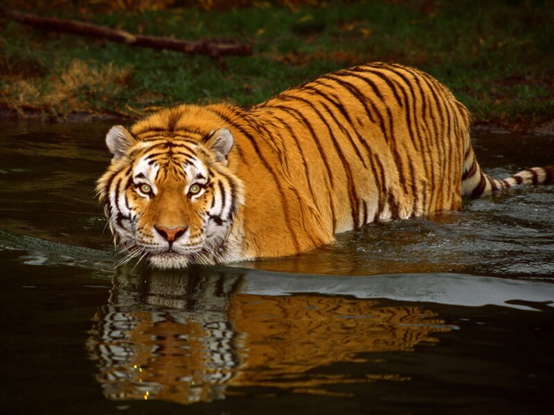 Tiger in Water — Orange, Alert