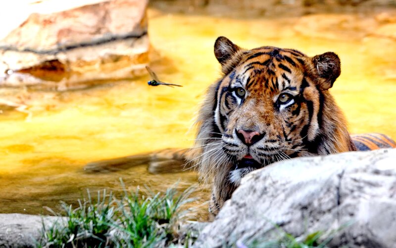 Tiger in Water — Orange, Calm, Afternoon, Photograph, Dragonfly