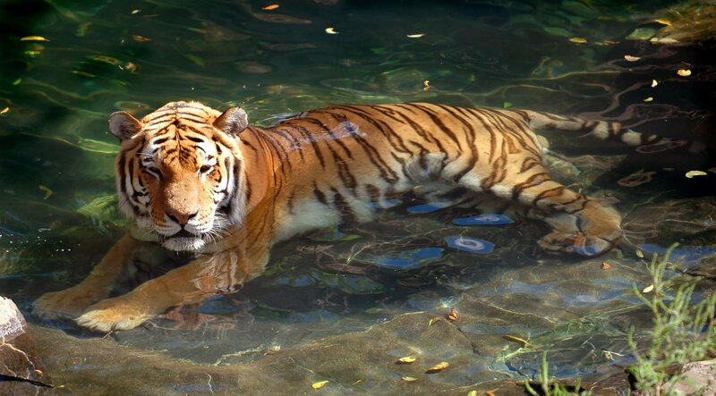 Tiger in Water — Orange, Calm, Afternoon, Photograph, Leaves