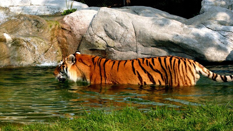 Tiger in Water — Orange, Calm, Afternoon, Photograph, Rocks, Grass