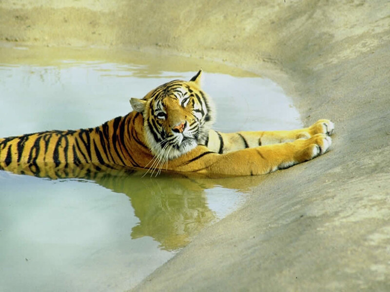 Tiger in Water — Orange, Calm, Afternoon