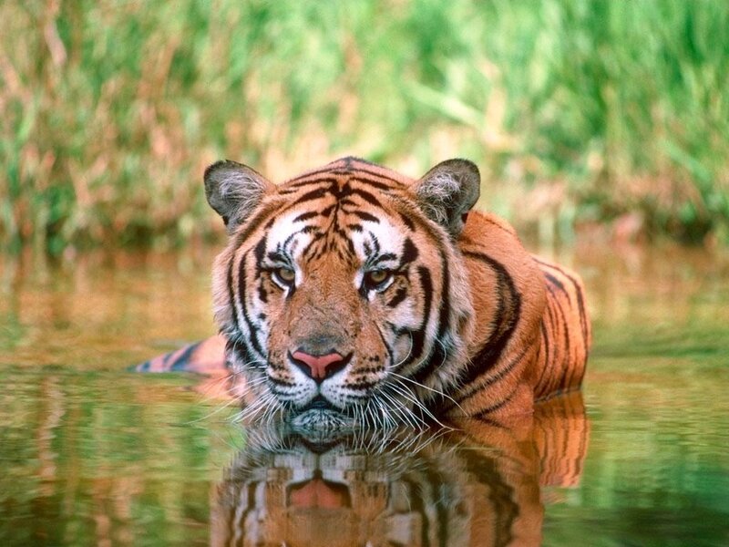 Tiger in Water — Orange, Calm, Photograph, Grass