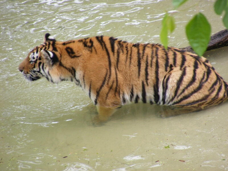 Tiger in Water — Orange, Calm, Photograph, Leaves, Black