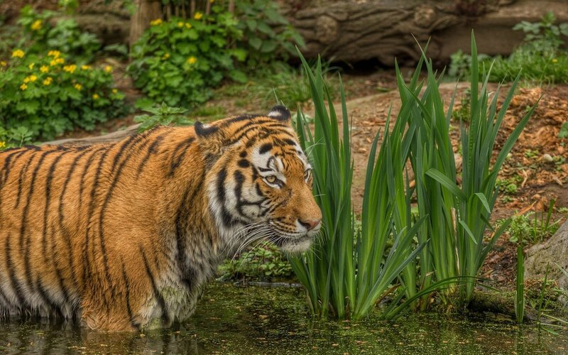 Tiger in Water — Orange, Calm, Photograph, Plants