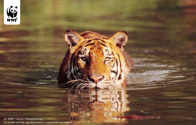Tiger in Water — Orange, Calm, Photograph, Reflection