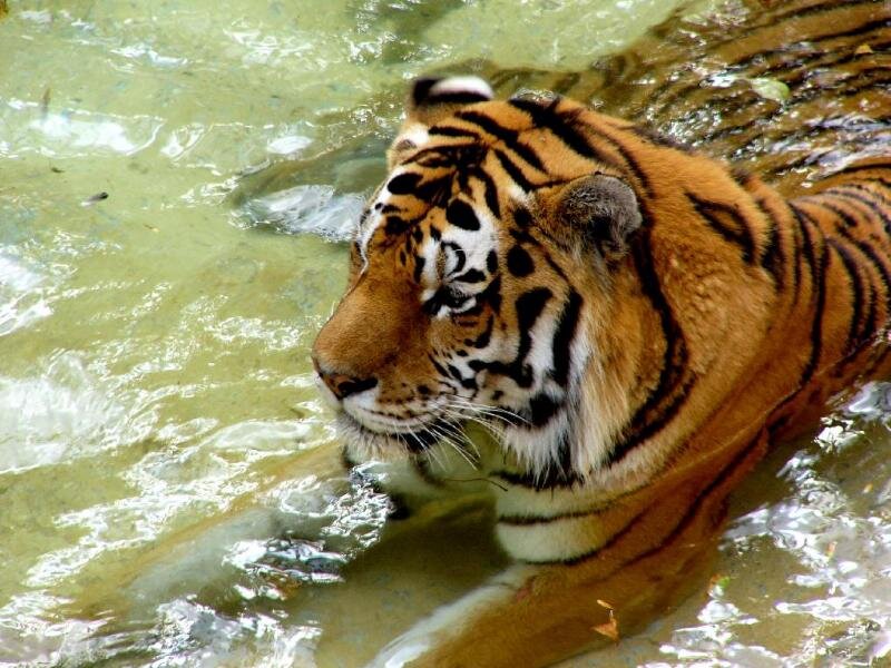 Tiger in Water — Orange, Calm, Photograph, River