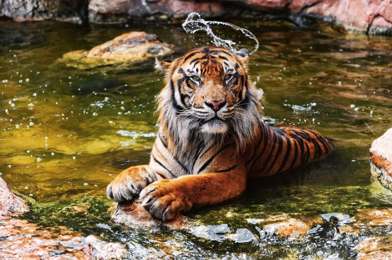 Tiger in Water — Orange, Calm, Photograph, Rocks