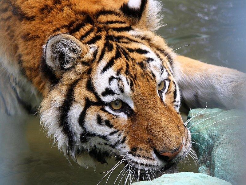 Tiger in Water — Orange, Calm, Photograph