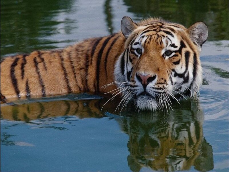 Tiger in Water — Orange, Calm