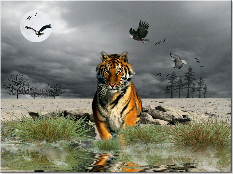 Tiger in Water — Orange, Dramatic, Night