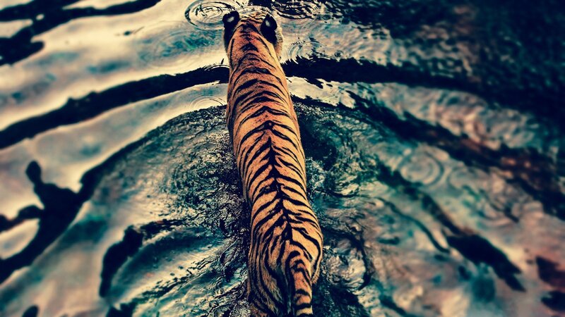 Tiger in Water — Orange, Dramatic, Photograph, Ripples