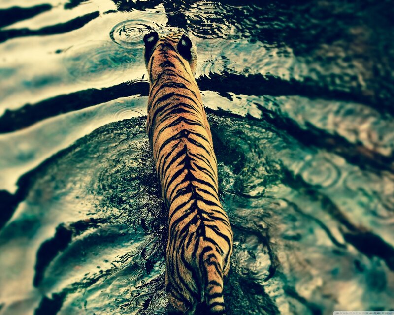 Tiger in Water — Orange, Dramatic, Photograph, Rock
