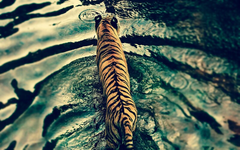 Tiger in Water — Orange, Dramatic, Photograph